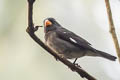 Slate-coloured Seedeater Sporophila schistacea longipennis