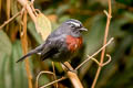 Slaty-backed Chat-Tyrant Ochthoeca cinnamomeiventris