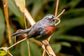 Slaty-backed Chat-Tyrant Ochthoeca cinnamomeiventris