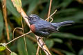 Slaty-backed Chat-Tyrant Ochthoeca cinnamomeiventris