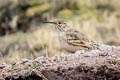 Slender-billed Miner Geositta tenuirostris tenuirostris