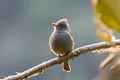 Smoke-coloured Pewee Contopus fumigatus fumigatus (Greater Pewee)