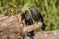 Smooth-billed Ani Crotophaga ani