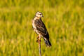 Snail Kite Rostrhamus sociabilis sociabilis