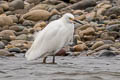 Snowy Egret Egretta thula thula