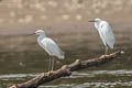 Snowy Egret Egretta thula thula