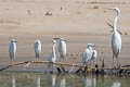 Snowy Egret Egretta thula thula