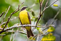 Social Flycatcher Myiozetetes similis similis