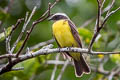 Social Flycatcher Myiozetetes similis similis