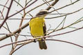 Social Flycatcher Myiozetetes similis similis