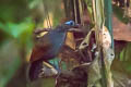 Sooty Antbird Hafferia fortis fortis