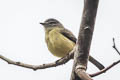 Sooty-headed Tyrannulet Phyllomyias griseiceps