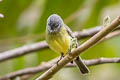 Sooty-headed Tyrannulet Phyllomyias griseiceps