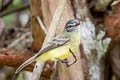 Sooty-headed Tyrannulet Phyllomyias griseiceps