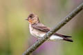 Southern Rough-winged Swallow Stelgidopteryx ruficollis ruficollis