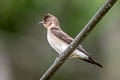 Southern Rough-winged Swallow Stelgidopteryx ruficollis ruficollis