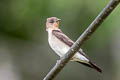 Southern Rough-winged Swallow Stelgidopteryx ruficollis ruficollis