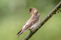 Southern Rough-winged Swallow Stelgidopteryx ruficollis ruficollis