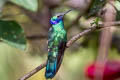 Sparkling Violetear Colibri coruscans coruscans