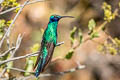 Sparkling Violetear Colibri coruscans coruscans