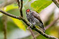 Speckle-chested Piculet Picumnus steindachneri