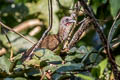 Speckled Chachalaca Ortalis guttata guttata