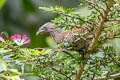 Speckled Chachalaca Ortalis guttata guttata