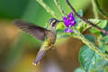 Speckled Hummingbird Adelomyia melanogenys chlorospila 