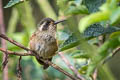 Speckled Hummingbird Adelomyia melanogenys chlorospila 