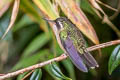 Speckled Hummingbird Adelomyia melanogenys melanogenys 