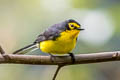 Spectacled Whitestart Myioborus melanocephalus bolivianus