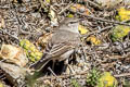 Spot-billed Ground Tyrant Muscisaxicola maculirostris maculirostris