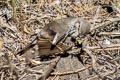 Spot-billed Ground Tyrant Muscisaxicola maculirostris maculirostris