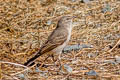 Spot-billed Ground Tyrant Muscisaxicola maculirostris maculirostris