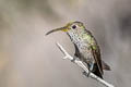 Spot-throated Hummingbird Thaumasius taczanowskii