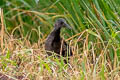 Spotted Rail Pardirallus maculatus maculatus