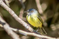 Spotted Tody-Flycatcher Todirostrum maculatum signatum