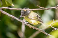 Spotted Tody-Flycatcher Todirostrum maculatum signatum