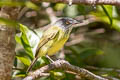 Spotted Tody-Flycatcher Todirostrum maculatum signatum