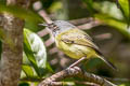 Spotted Tody-Flycatcher Todirostrum maculatum signatum