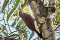 Straight-billed Woodcreeper Dendroplex picus peruvianus 