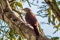 Straight-billed Woodcreeper Dendroplex picus peruvianus 