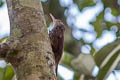 Straight-billed Woodcreeper Dendroplex picus peruvianus 