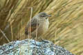 Streak-backed Canastero Asthenes wyatti graminicola