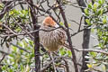 Streak-backed Tit-Spinetail Leptasthenura striata superciliaris 