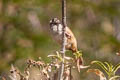 Streak-fronted Thornbird Phacellodomus striaticeps griseipectus