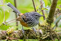 Streak-headed Antbird Drymophila striaticeps