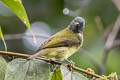 Streak-necked Flycatcher Mionectes striaticollis palamblae 