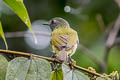 Streak-necked Flycatcher Mionectes striaticollis palamblae 