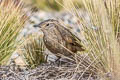 Streak-throated Canastero Asthenes humilis humilis